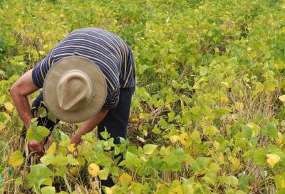 Estiagem faz preço do feijão aumentar